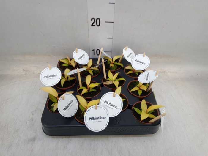 <h4>Philodendron 'Prince Of Orange'</h4>