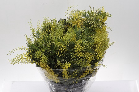 <h4>Mimosa Mirandole P Bunch</h4>