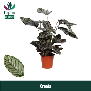 Calathea sanderiana