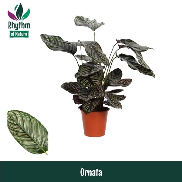 <h4>Calathea sanderiana</h4>