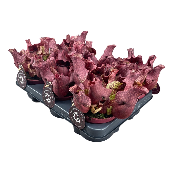 <h4>Sarracenia Venosa Red</h4>
