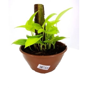 JIBOIA AMARELO C21