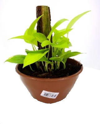 JIBOIA AMARELO C21