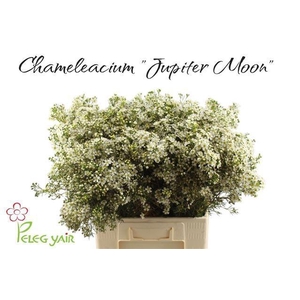 CHAME UN JUPITE MOON