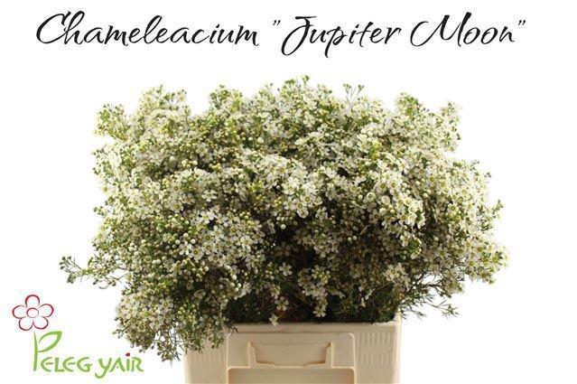 <h4>CHAME UN JUPITE MOON</h4>