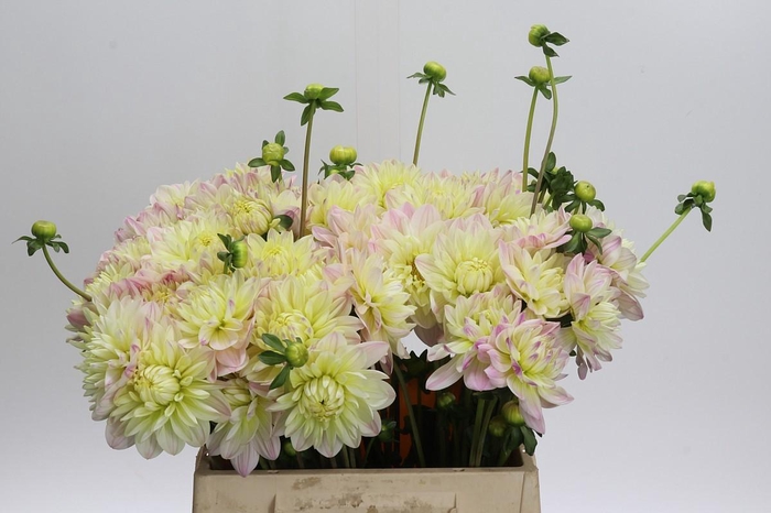 <h4>Dahlia Dianas Memory</h4>