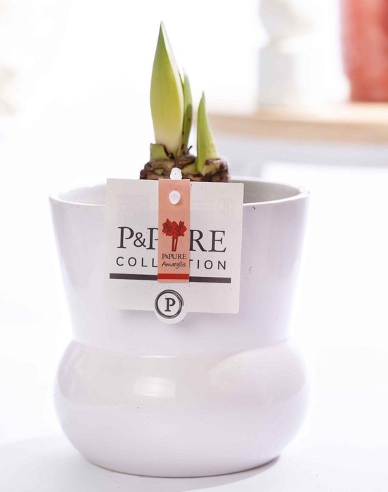 <h4>Hippeastrum red in P&PURE Plant Vase Maxima white</h4>