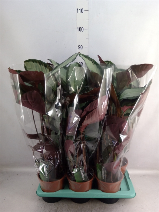 <h4>Calathea picturata 'Argentea'</h4>