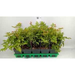 Astilbe japonica 'Mainz'