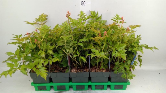 <h4>Astilbe japonica 'Mainz'</h4>