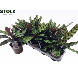 CALAT LANCIFOLIA