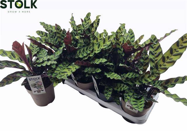<h4>CALAT LANCIFOLIA</h4>