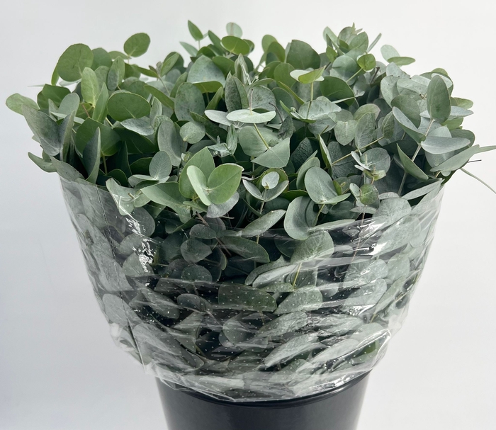 Leaf eucalyptus cinerea da vinci per bunch
