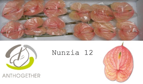 ANTH A NUNZIA 12