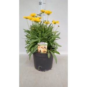 Coreopsis grand. 'Early Sunrise'
