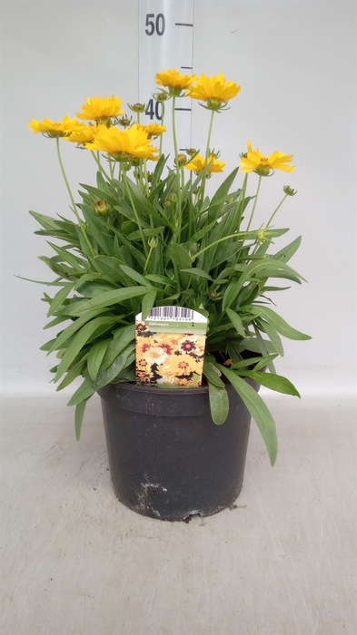 <h4>Coreopsis grand. 'Early Sunrise'</h4>