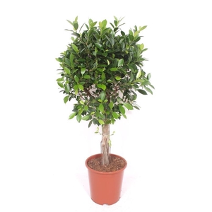 Ficus Nitida