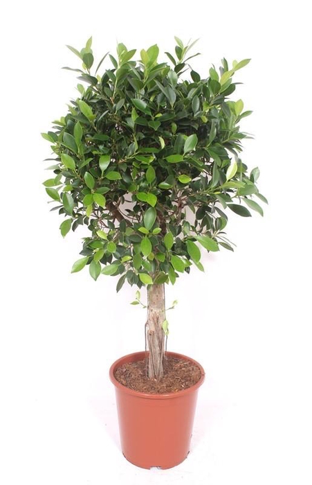 <h4>Ficus Nitida</h4>