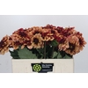 Dahlia Creme de Cognac