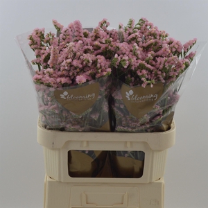 Statice Emma Peach+ | Heavy Quality