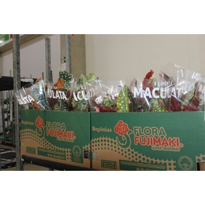 BEGONIA MACULATA P15 PO