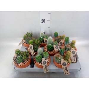Arr.  Cactus L%
