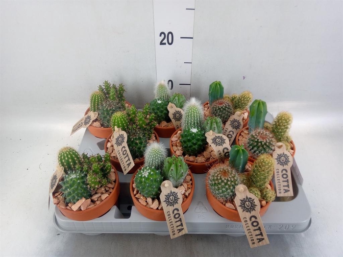 <h4>Arr.  Cactus L%</h4>