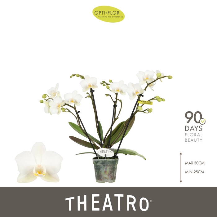 <h4>Theatro Funk 4 spike</h4>