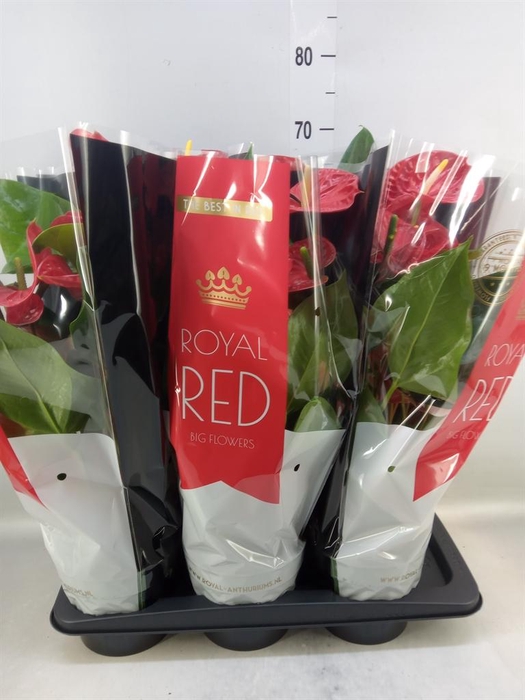 <h4>Anthurium andr. 'Madural'</h4>