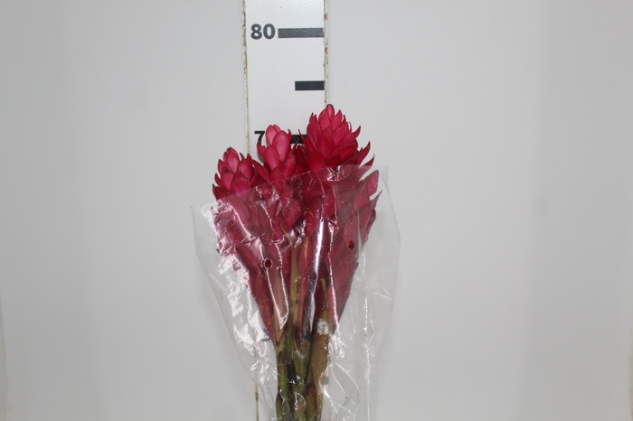 <h4>ALPINIA PURPURATA VERMELHA 070 CM</h4>