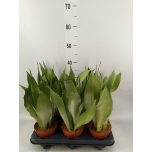 Sansevieria trifa. 'Moonshine'