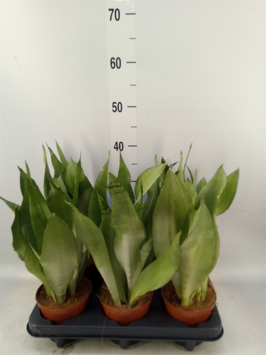 <h4>Sansevieria trifa. 'Moonshine'</h4>