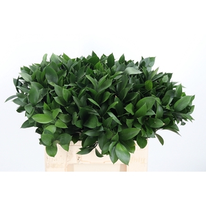 Ruscus