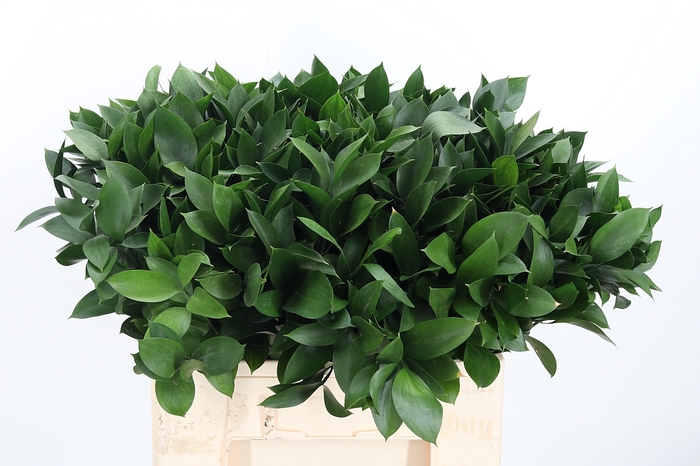 <h4>Ruscus</h4>