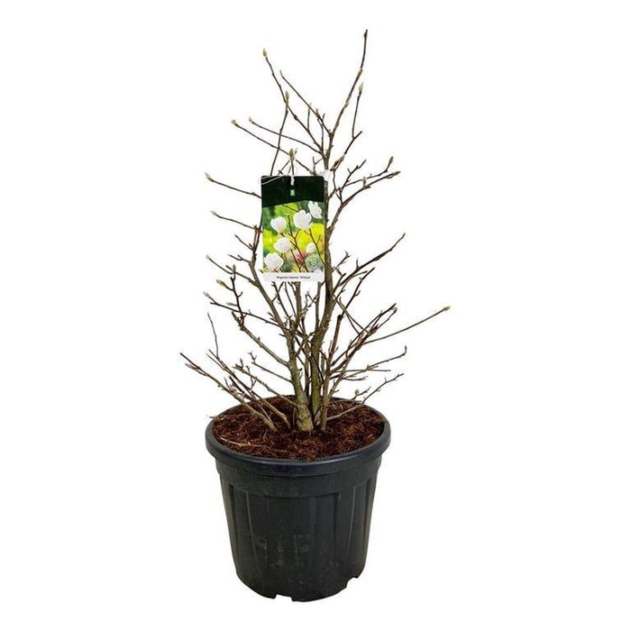 <h4>Magnolia loebneri 'Wildcat'</h4>