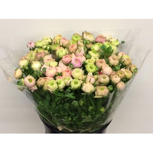 Ran El Sr Pastel Pink Super