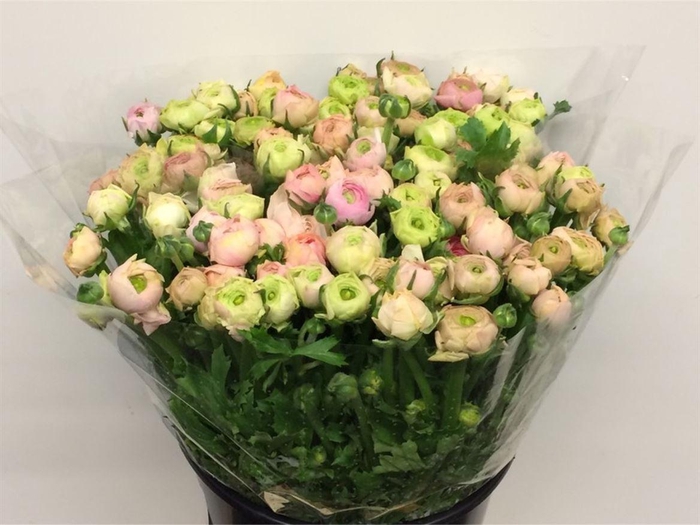 <h4>Ran El Sr Pastel Pink Super</h4>