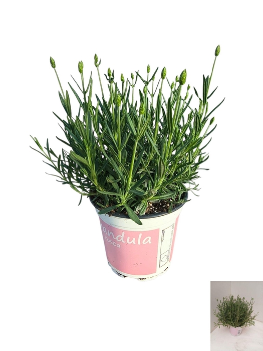 <h4>LAVAN AN ROSEA</h4>