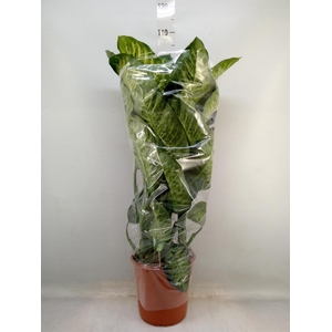 Dieffenbachia seg. 'Maroba'