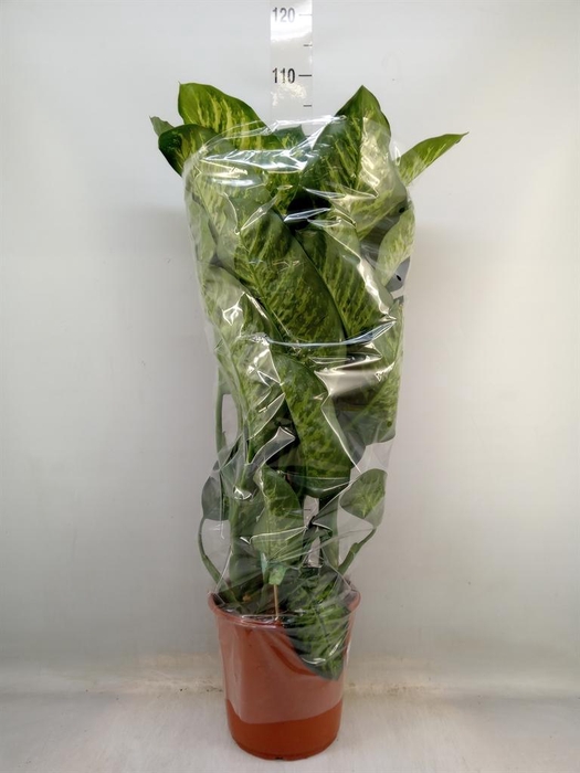 <h4>Dieffenbachia seg. 'Maroba'</h4>