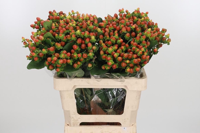 <h4>Hyp Globo Coral</h4>