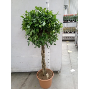 Ficus   ...