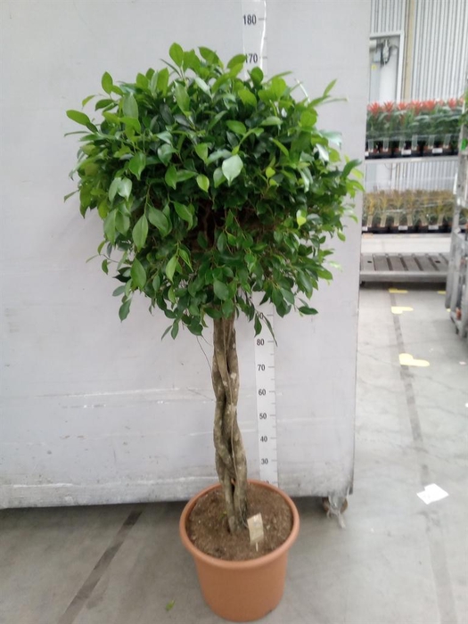 <h4>Ficus   ...</h4>