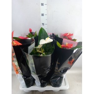 Anthurium   ...mix