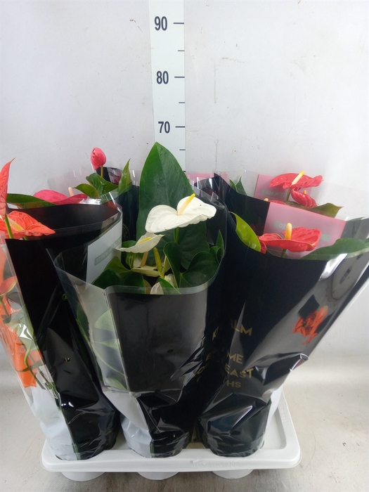 <h4>Anthurium   ...mix</h4>