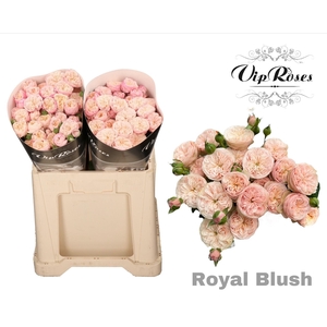 R TR ROYAL BLUSH