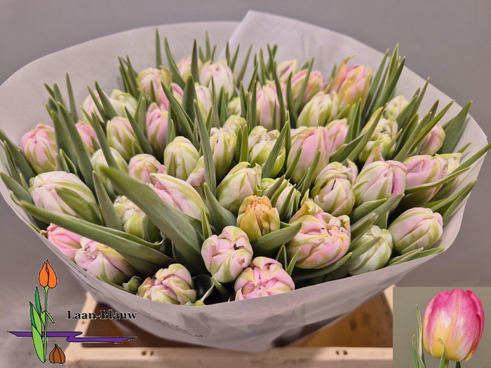 <h4>TU DU DOTCOM</h4>