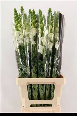 <h4>Antir Poto White</h4>