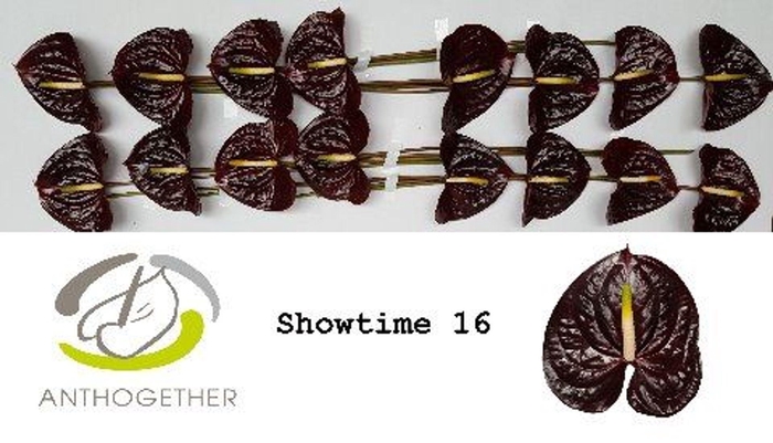 <h4>Anthurium andr. 'Showtime'</h4>