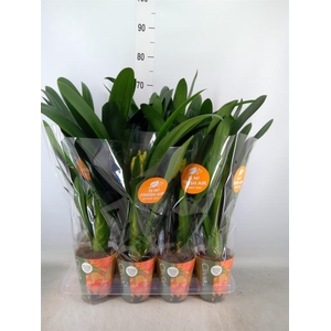 Clivia miniata